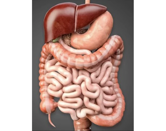 Organs of the Abdominal Cavity Quiz Biology Diagrams