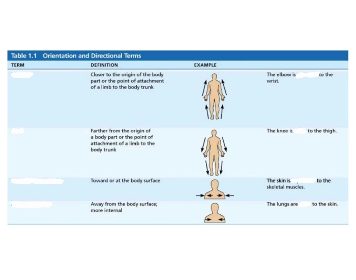 Anatomical Directions part 1 Quiz