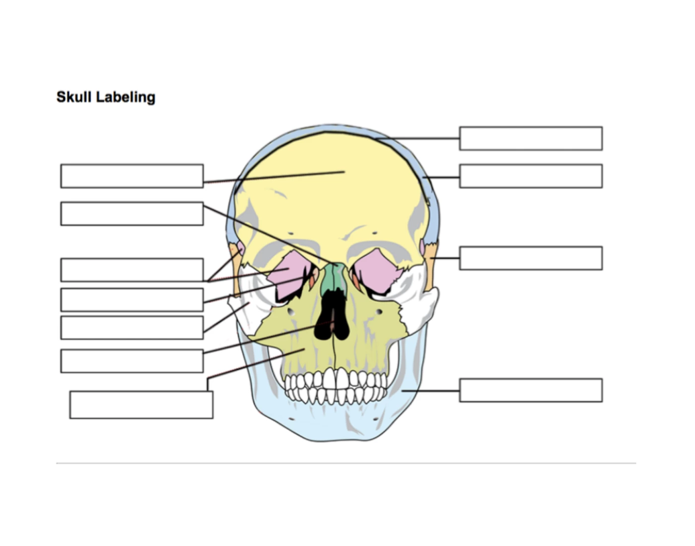 Skull Quiz Image 1