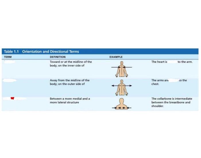 Anatomical Directions part 3 Quiz