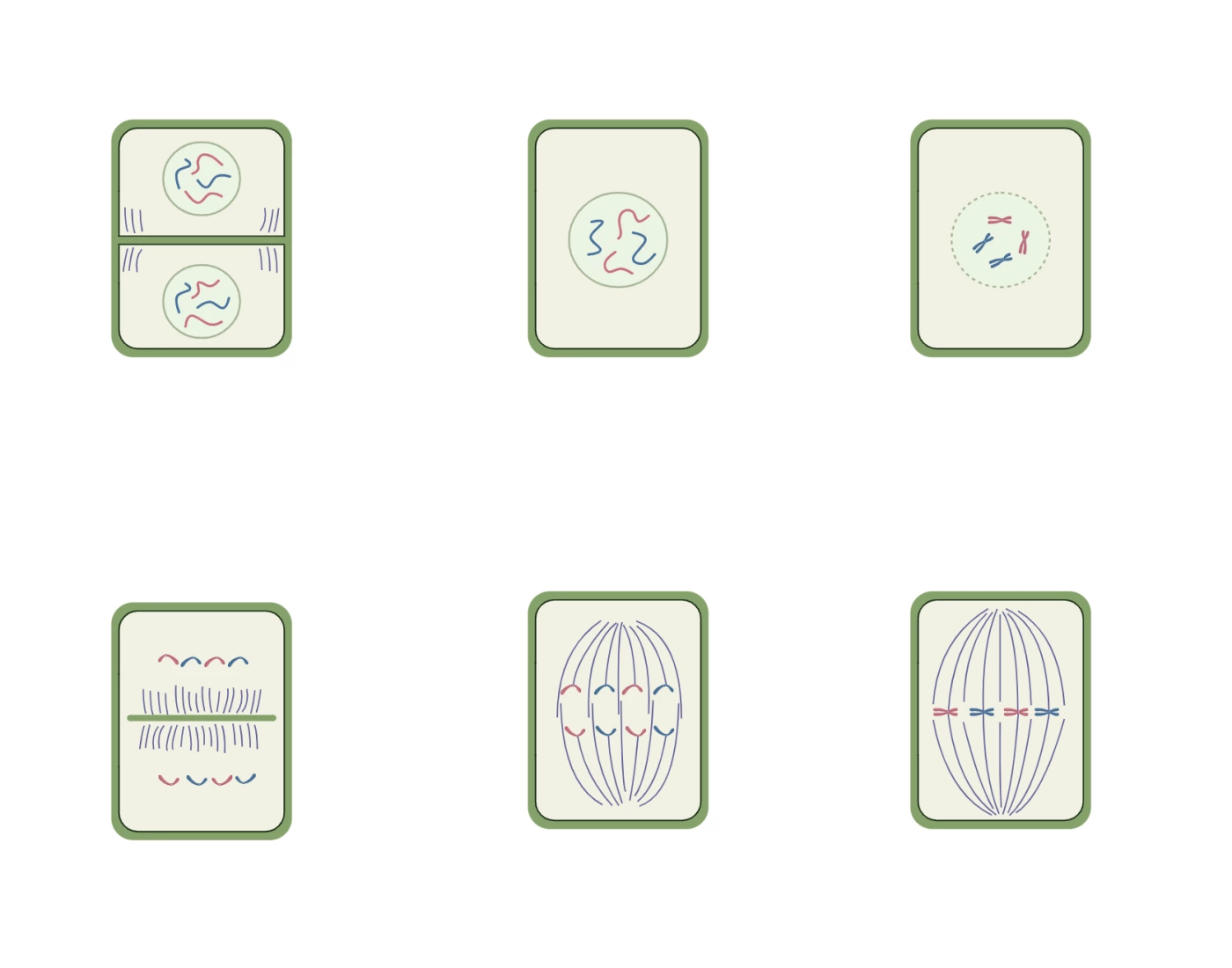 Mitosis Plant Cell Stages EASY Quiz Mitosis plant cell stages easy quiz