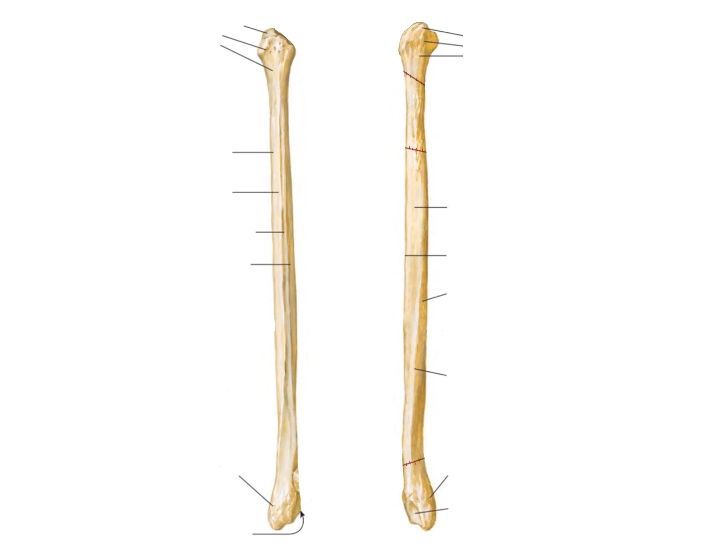 strzałka Fibula Quiz