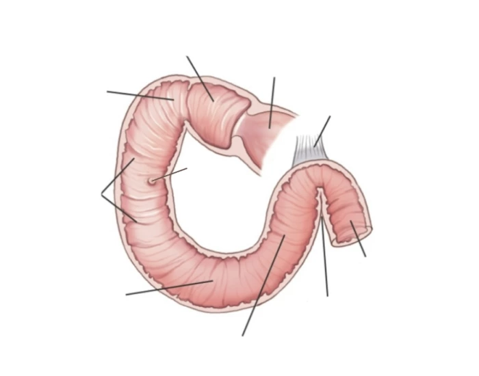 Parts of the duodenum Quiz