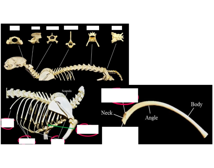 Cat Rib Label Cat Spine, Rib, and Scapula VTEC0115 Quiz