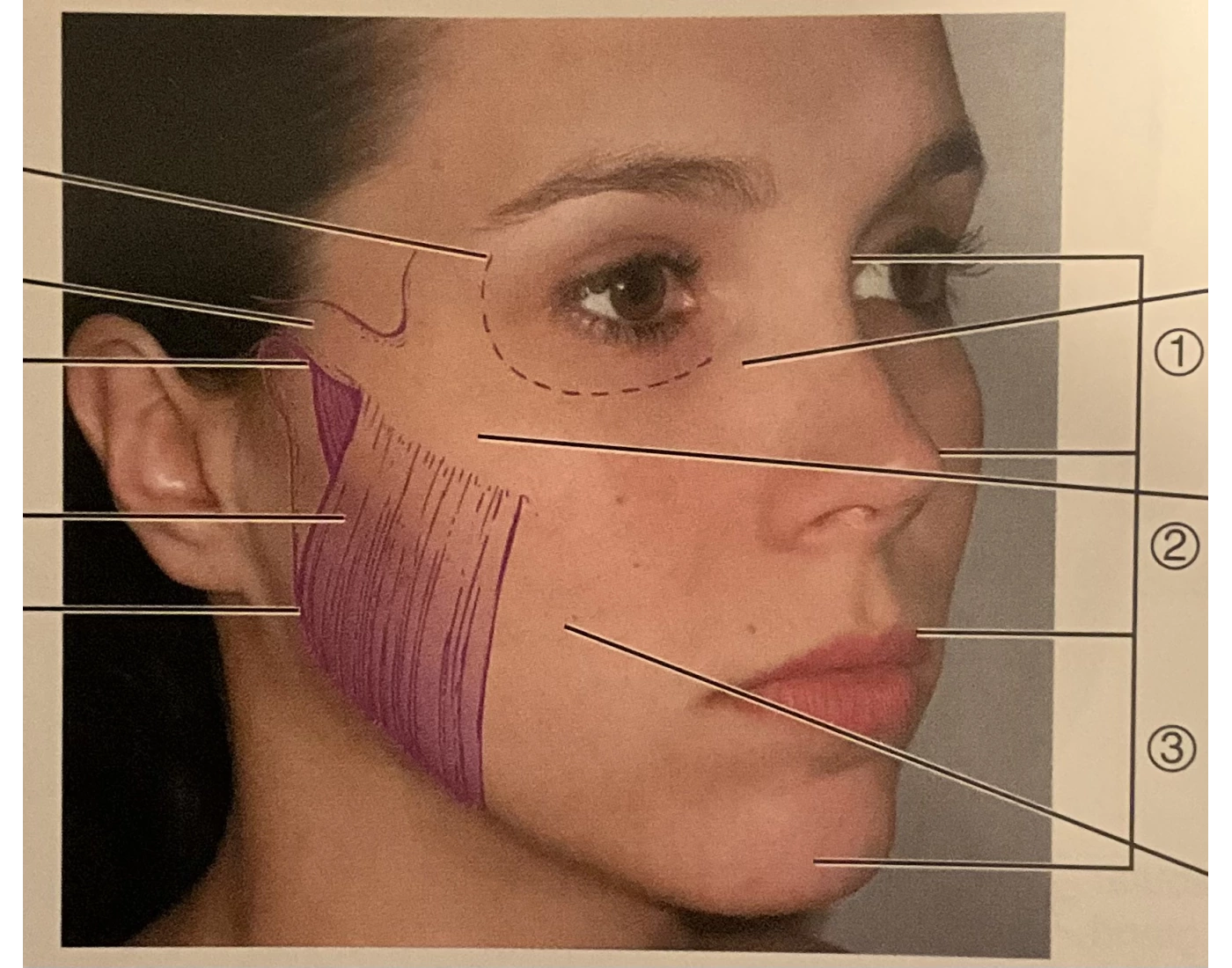Landmarks of the Facial Regions Quiz