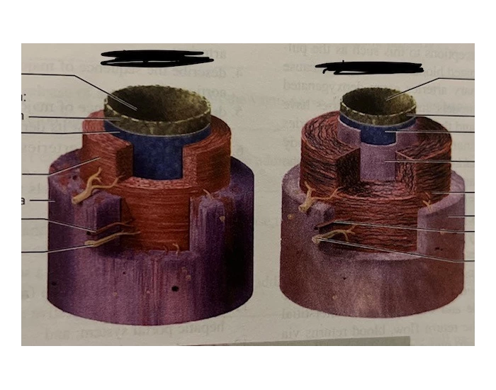 Cross Section Lab Model Label the artery and vein cross section (lab) Quiz