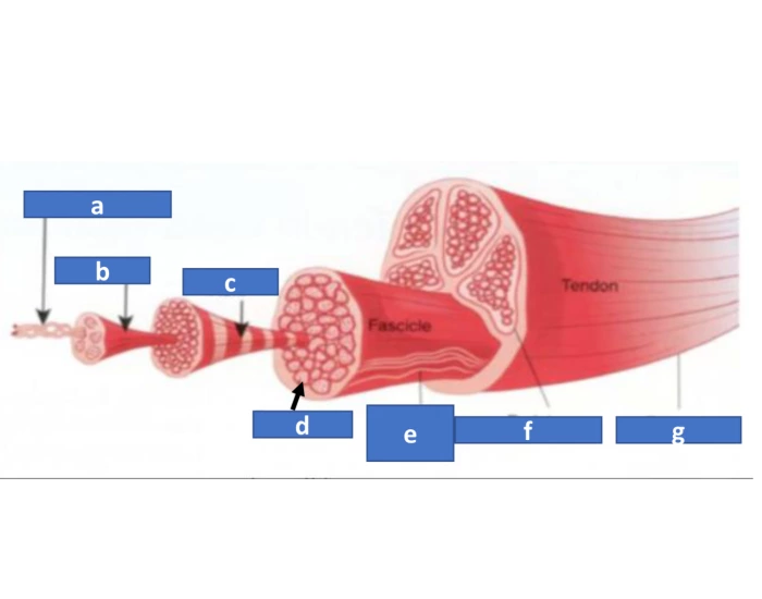 Structures of TENDON Quiz Biology Diagrams