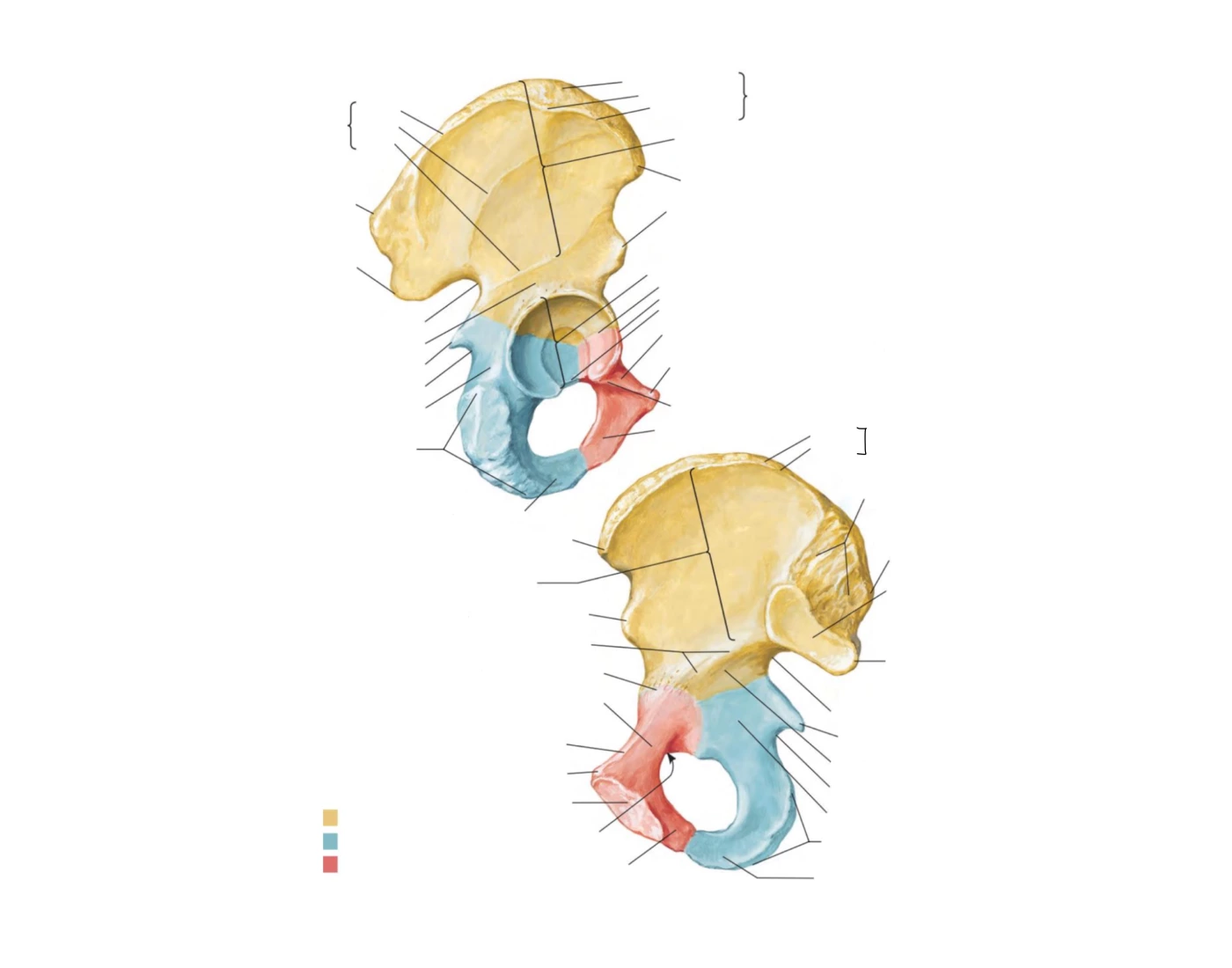 kość miedniczna - Coxal bone Quiz