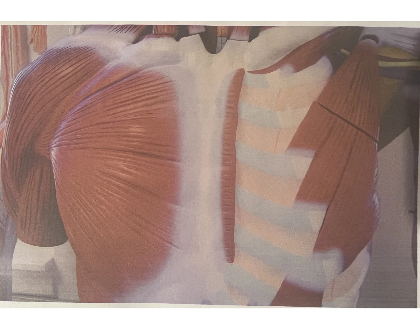 Chest muscle crossword clue