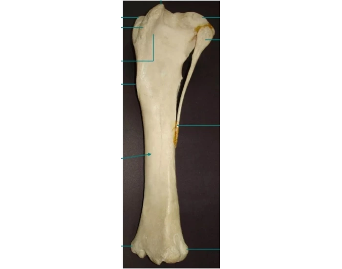 Tibia e fibula - equino — Printable Worksheet