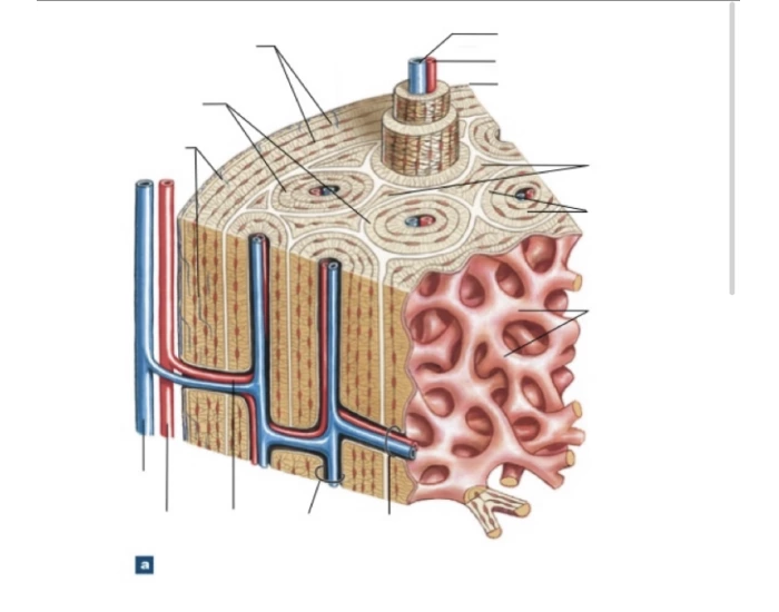 Bone structure Quiz