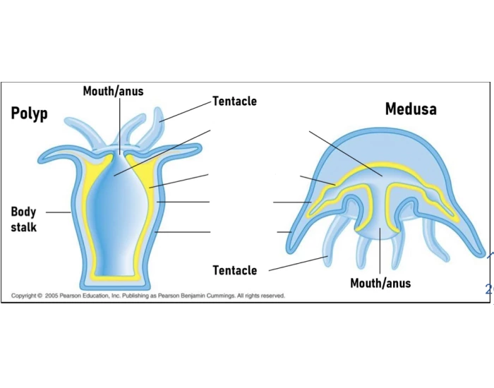 Cnidaria (polyp & medusa forms) Anatomy Quiz