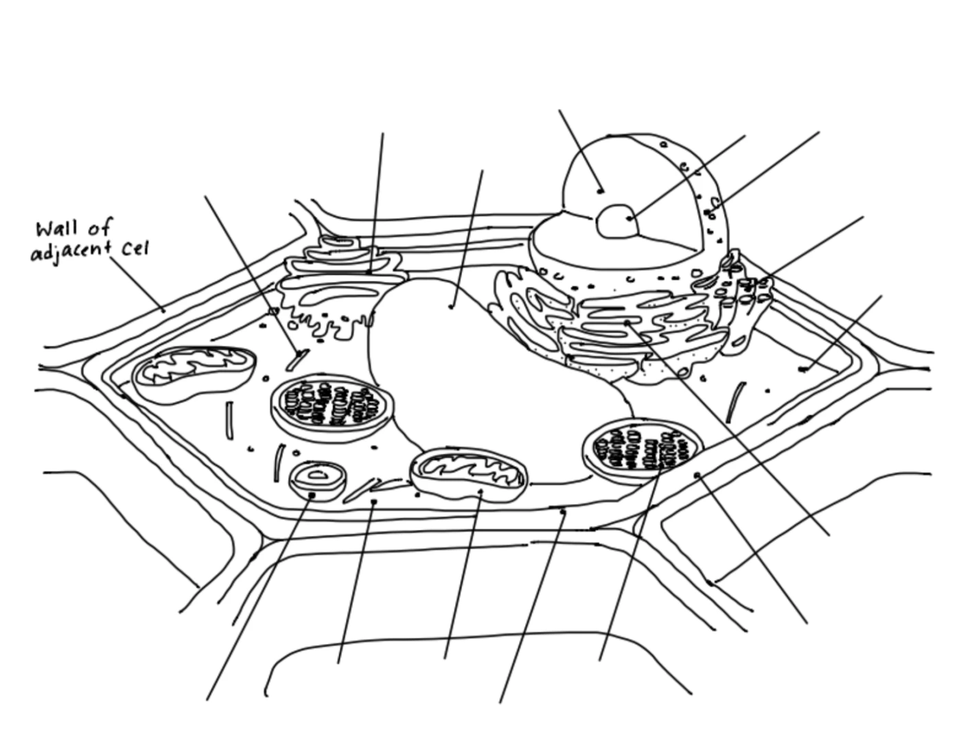 Plant Cell Labeling Quiz plant-cell-labeling-quiz