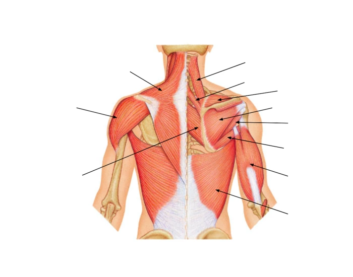 Back Shoulder Part back and shoulder anatomy Quiz