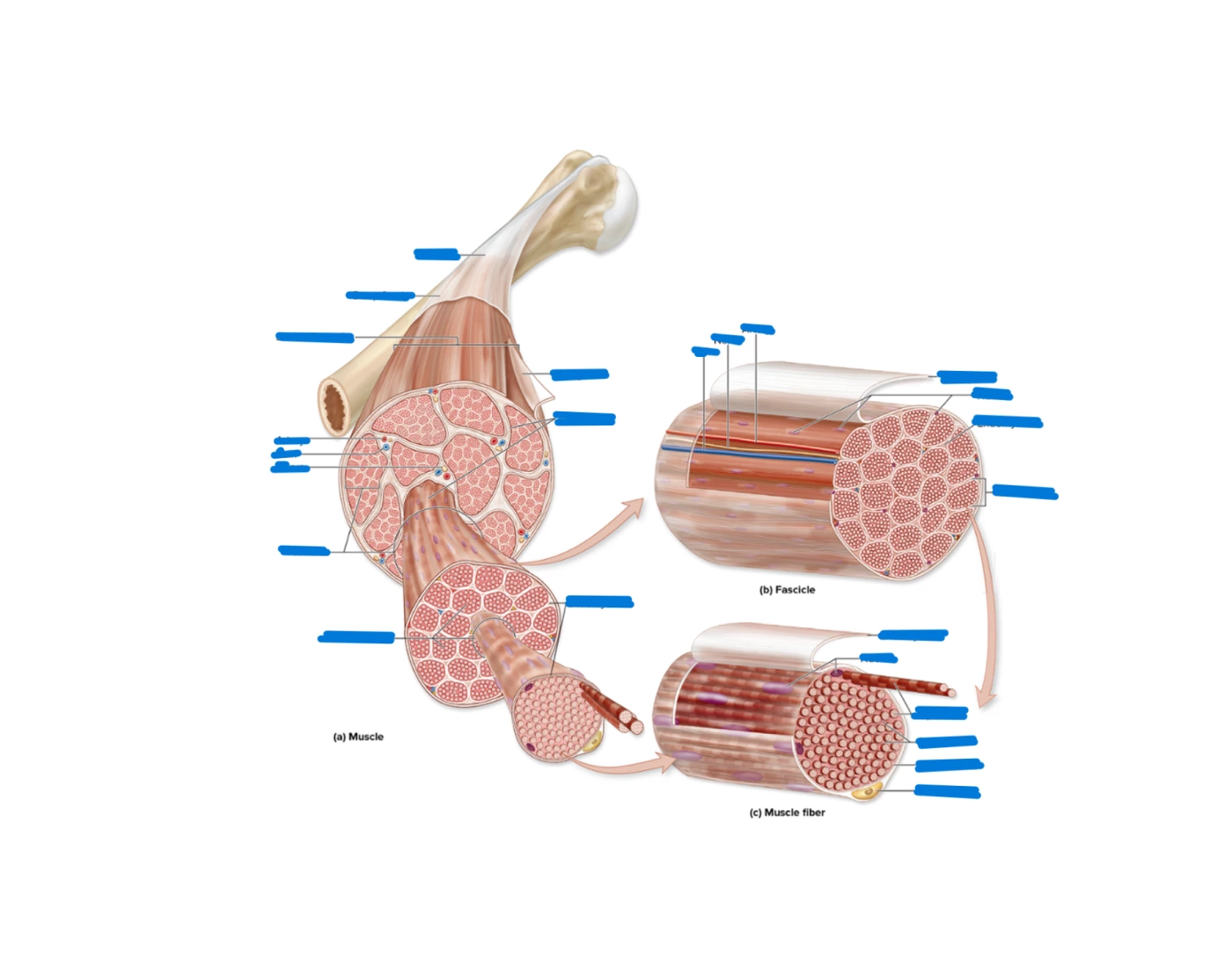 Muscle Organization Structural Organization of Skeletal Muscle Quiz
