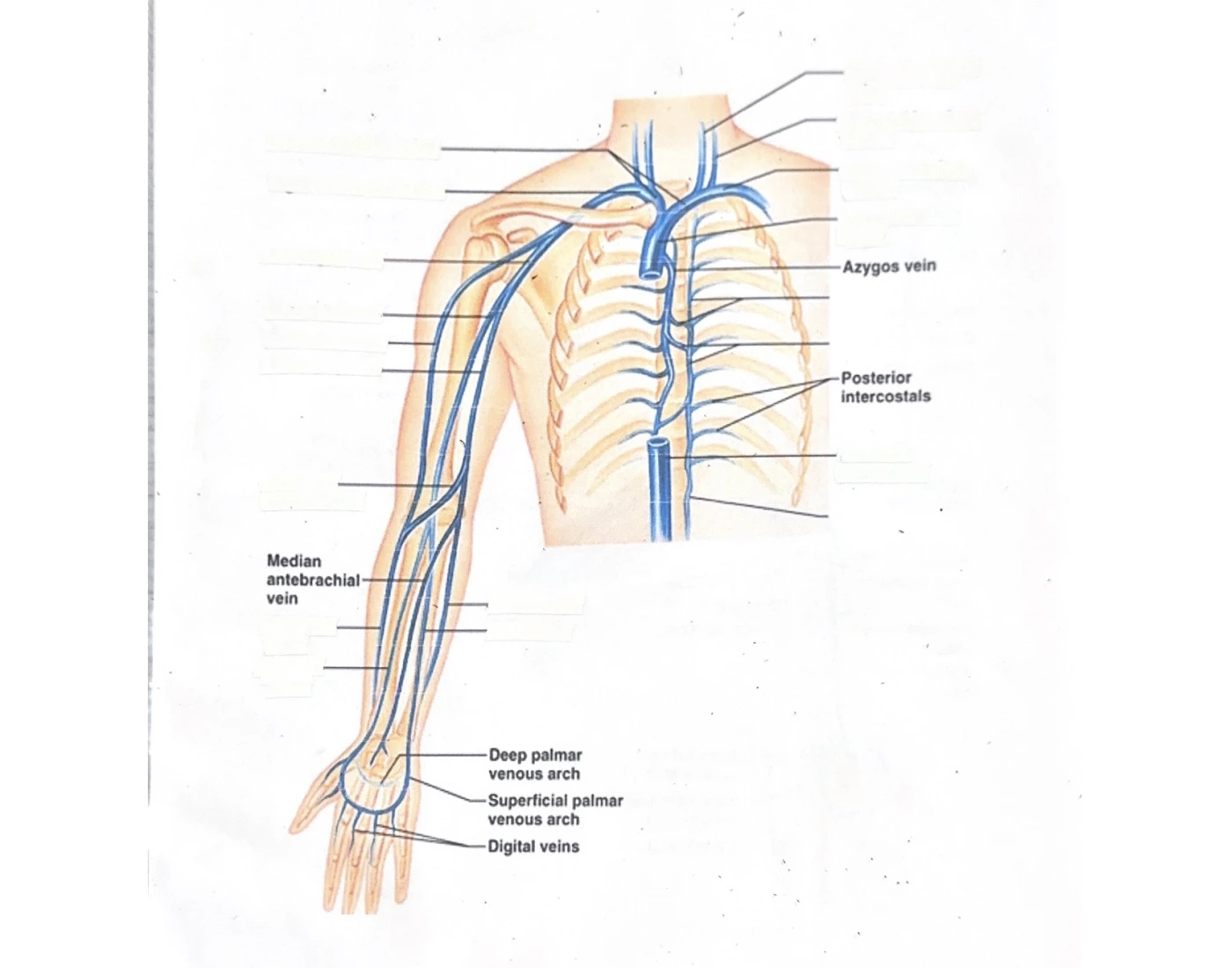 DMS 225 Upper Extremity Venous Anatomy Quiz Dms 225 Upper Extremity Venous Anatomy Quiz