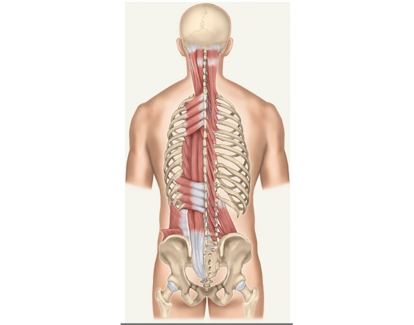 Deep Trunk Deep trunk muscle Quiz