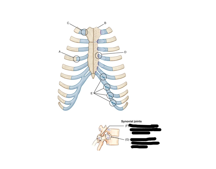 Rib Articulations — Printable Worksheet