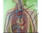 Upper body Arteries