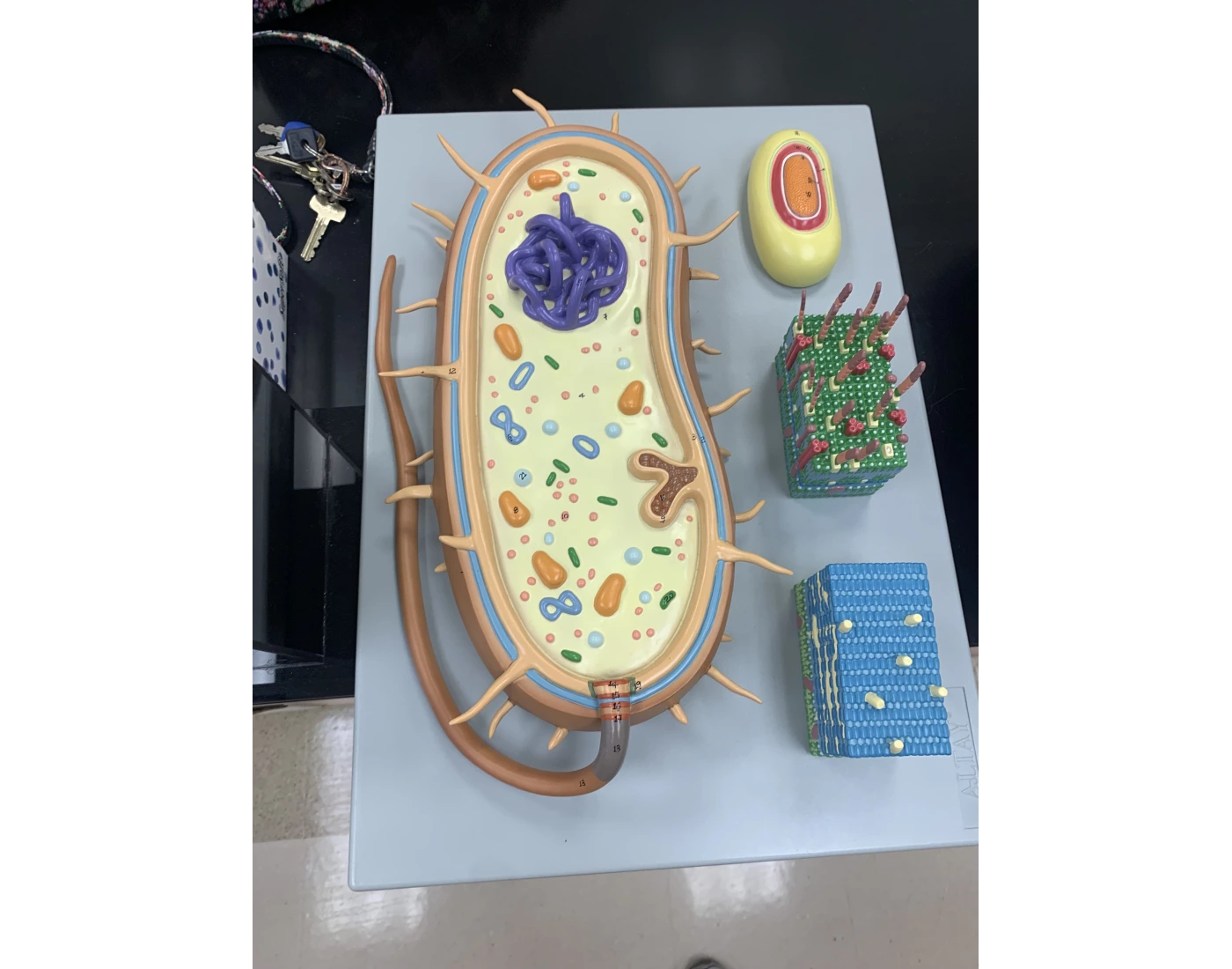 bacteria model Quiz
