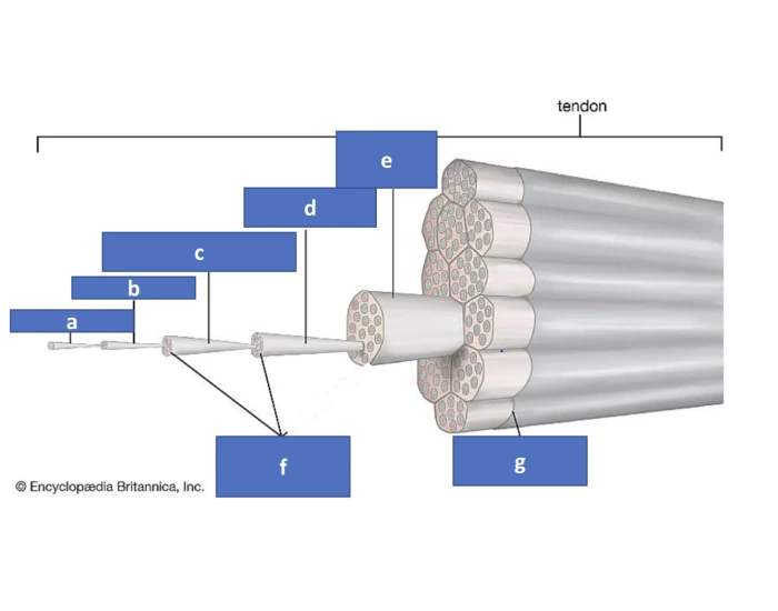 Tendon anatomy 2 Quiz Biology Diagrams