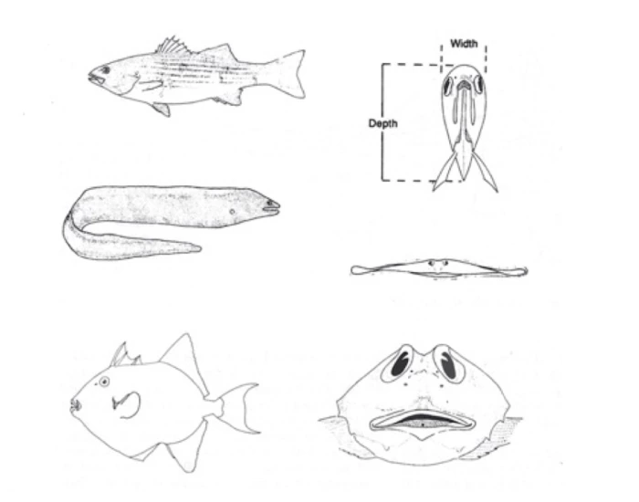 Splited Fish Form Common fish body forms Quiz