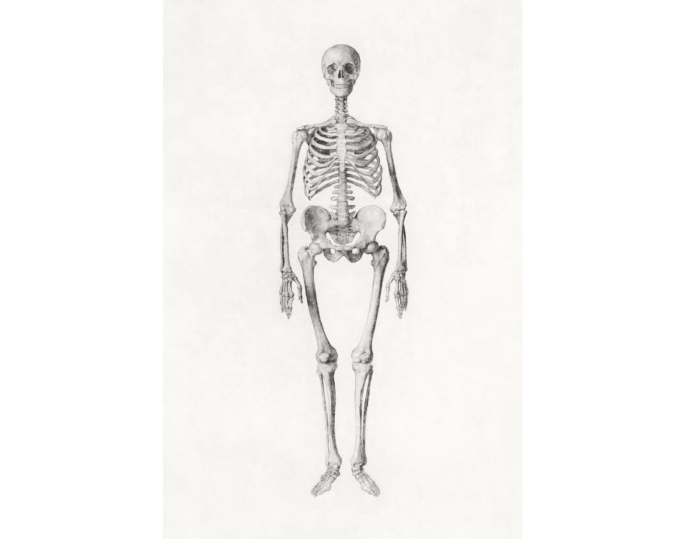 Biology Bone Quiz (No Scull)