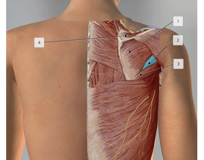 Shouldering Example Computer Superficial shoulder Quiz