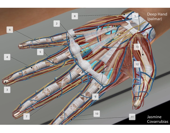 deep hand palmar Quiz