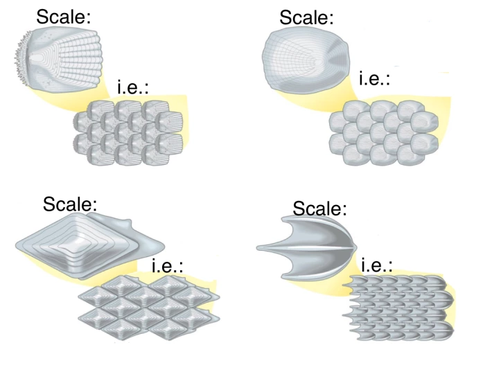 Scaple Types Scale types & examples Quiz