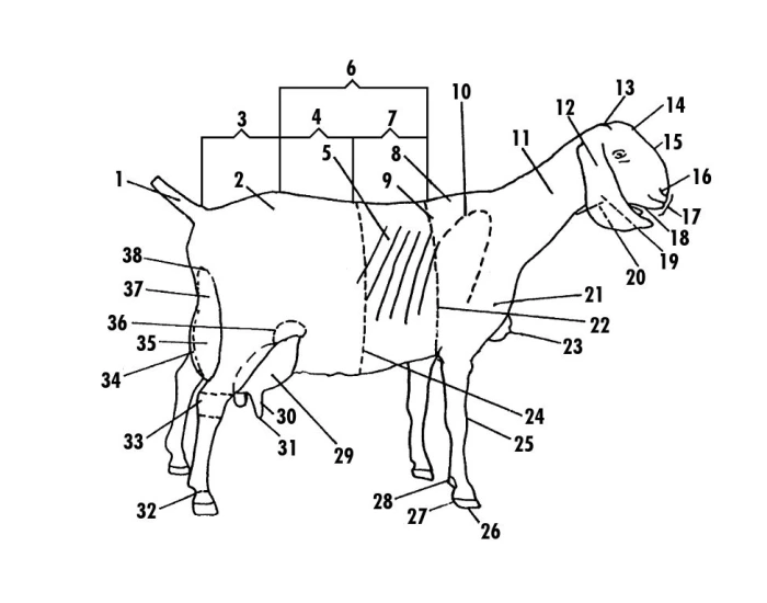 External Goat Goat Ext Anatomy Quiz
