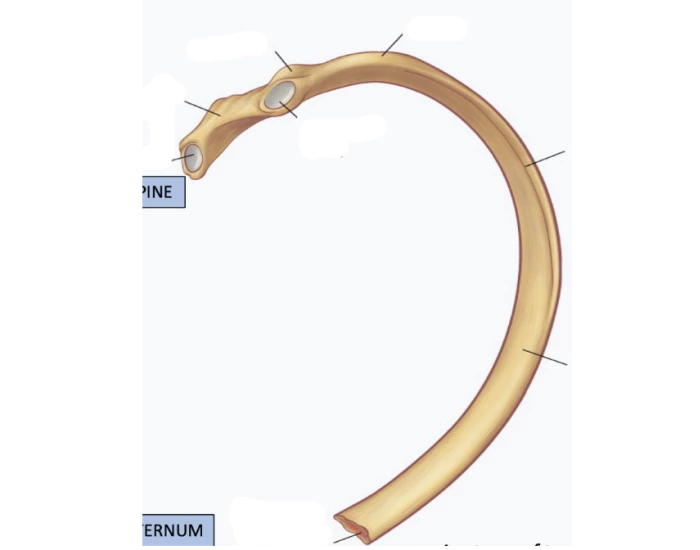 Labeling of Rib Quiz