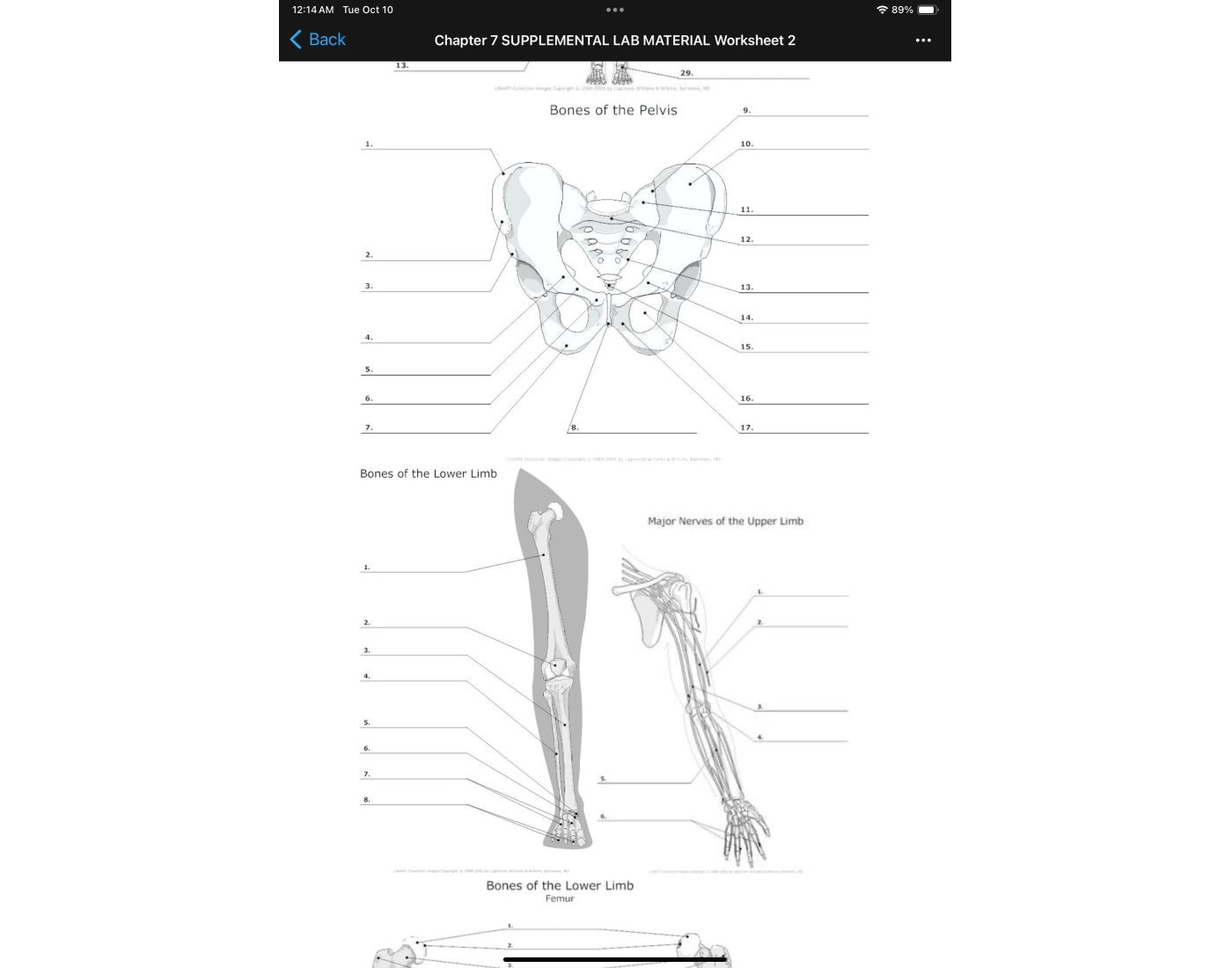 Skeletal AP Quiz