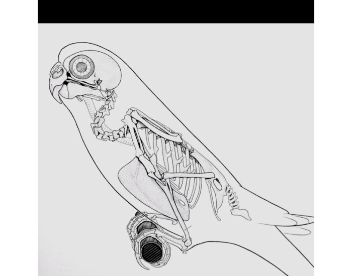 Skeletal Structure Of A Bird Quiz Skeletal Structure Of A Bird Quiz