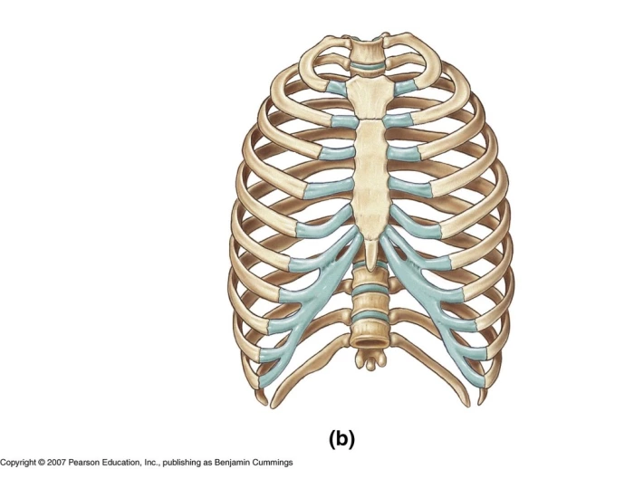Penal Rib Parts of the ribs Quiz