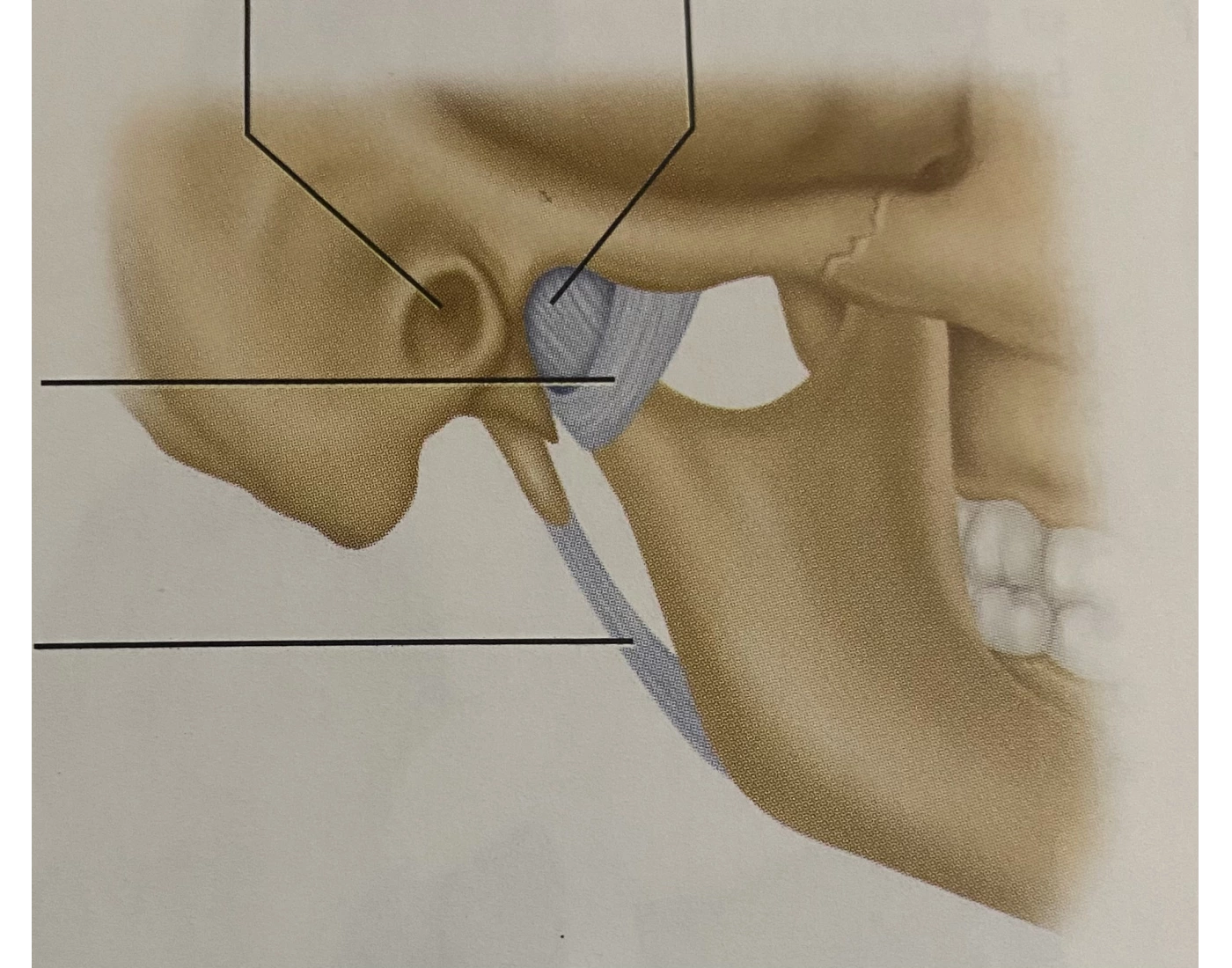TMJ labeling — Printable Worksheet