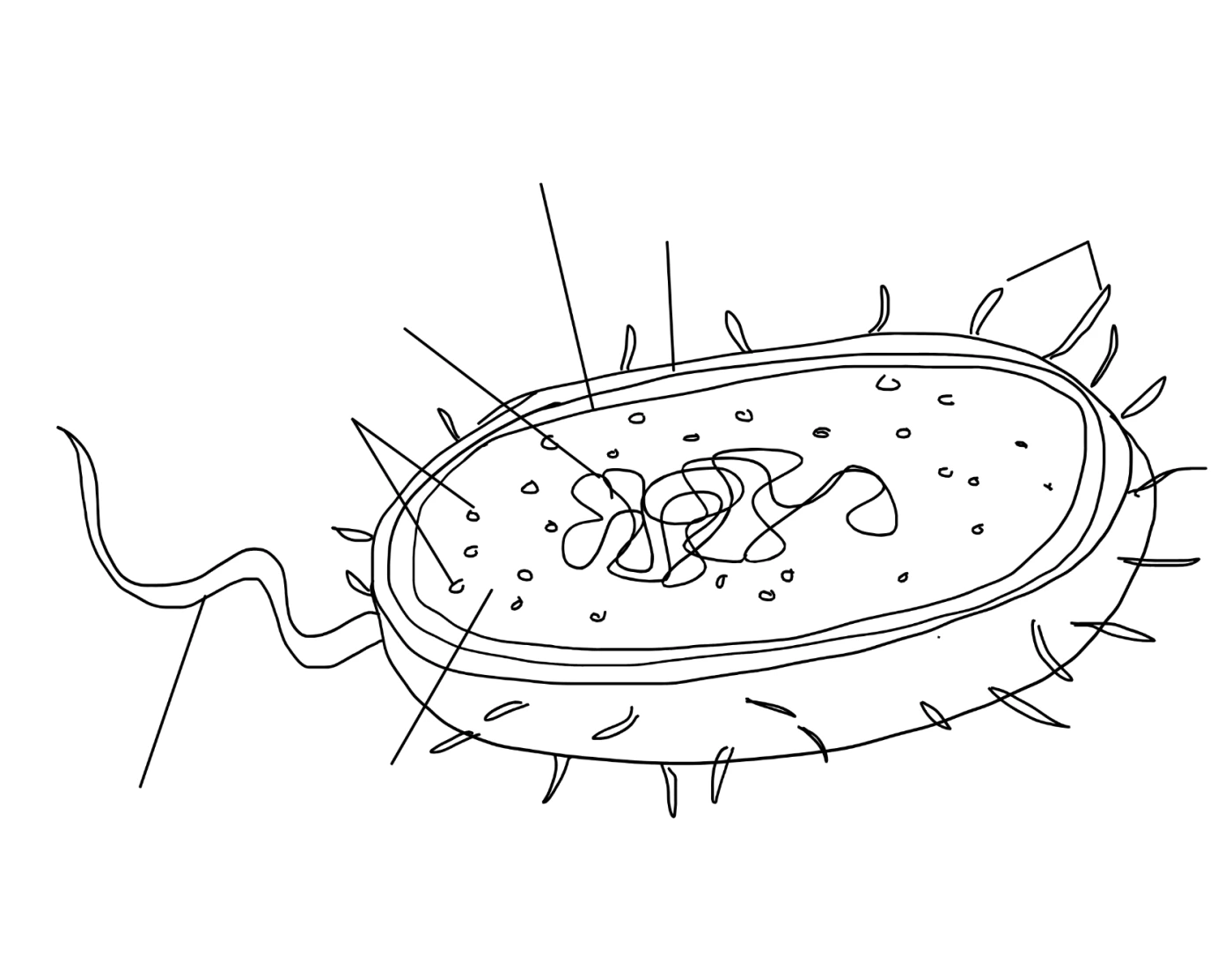 Prokaryote Labeling Quiz prokaryote-labeling-quiz