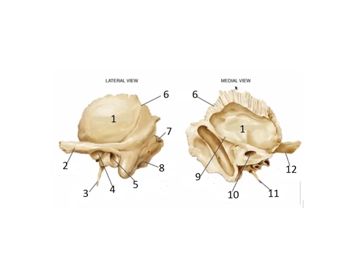 label temporal lobe Quiz Biology Diagrams