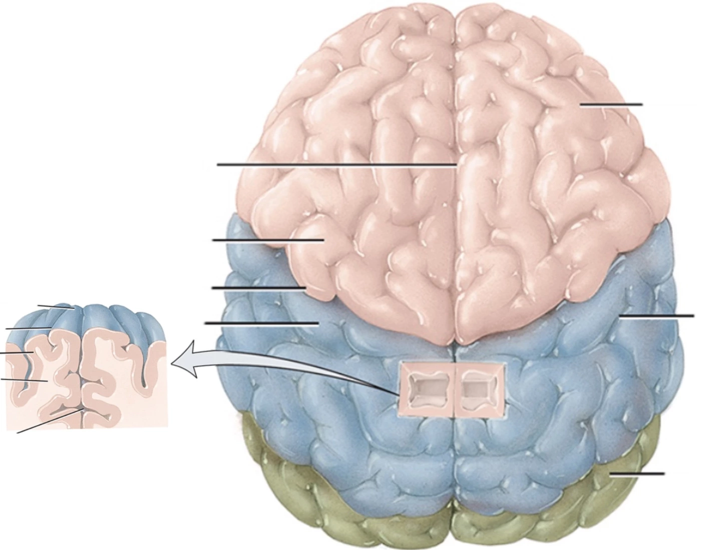 Cerebral Hemispheres + Sulci/Gyri - Superior View Quiz