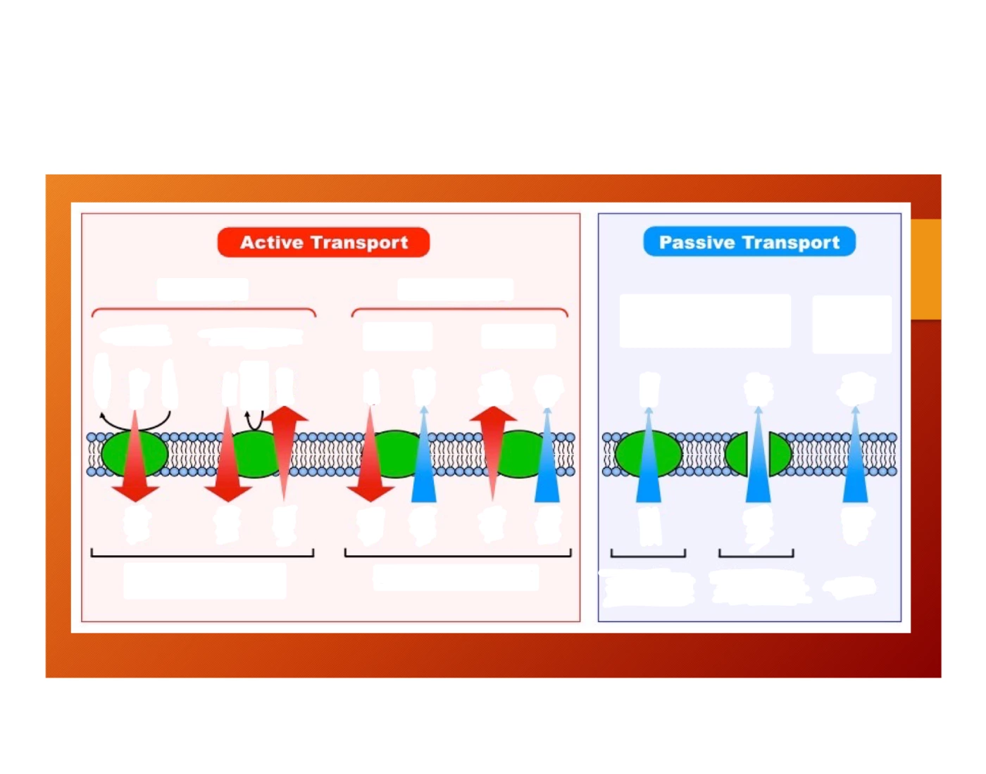Active And Passive Transport Quiz active-and-passive-transport-quiz