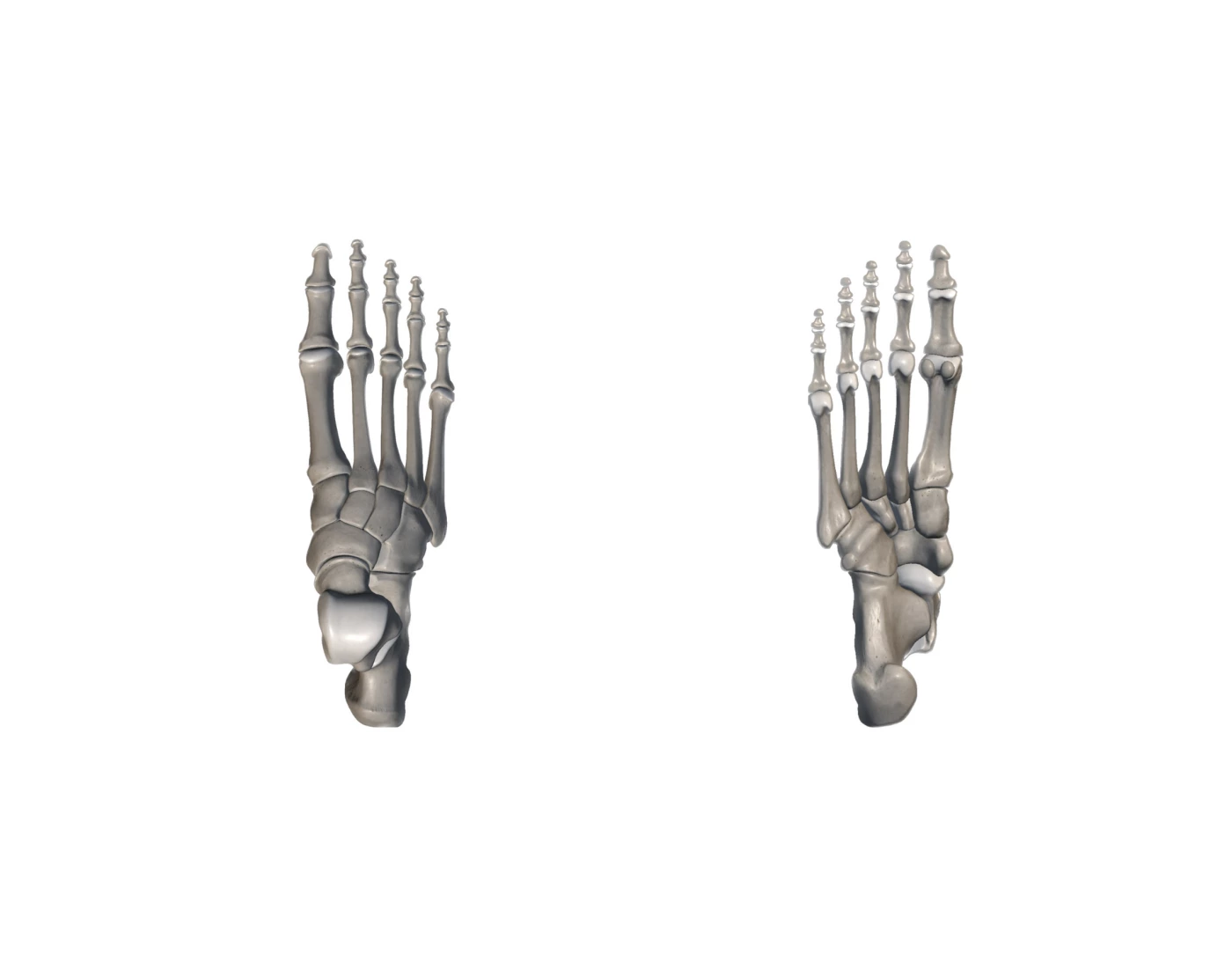 tarsals-metatarsals-phalanges-quiz