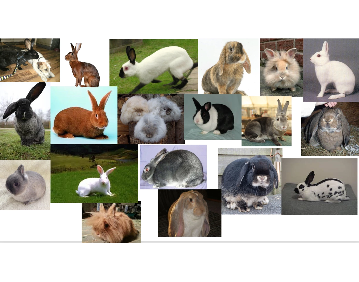 Rabbit breeds veterinary Quiz