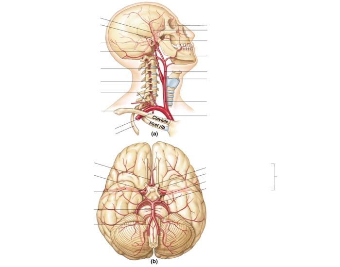 arteries head, neck, and brain Quiz