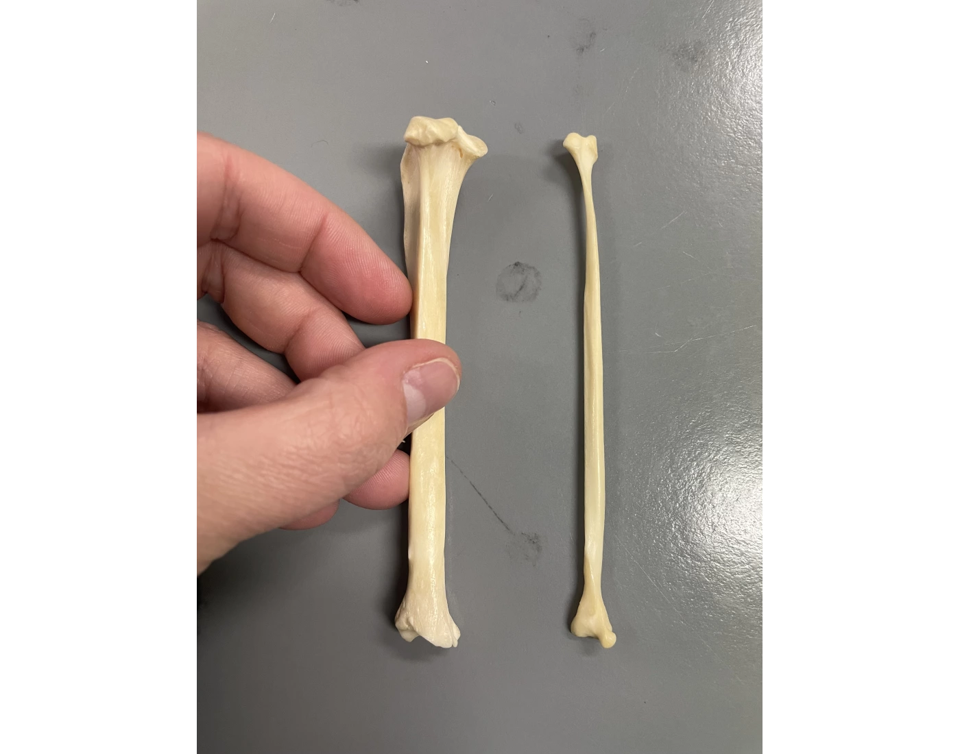 tibia and fibula (cat) Quiz