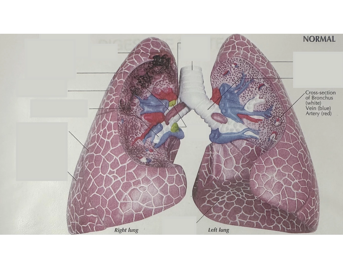 Normal Lng Lung (Normal) Quiz