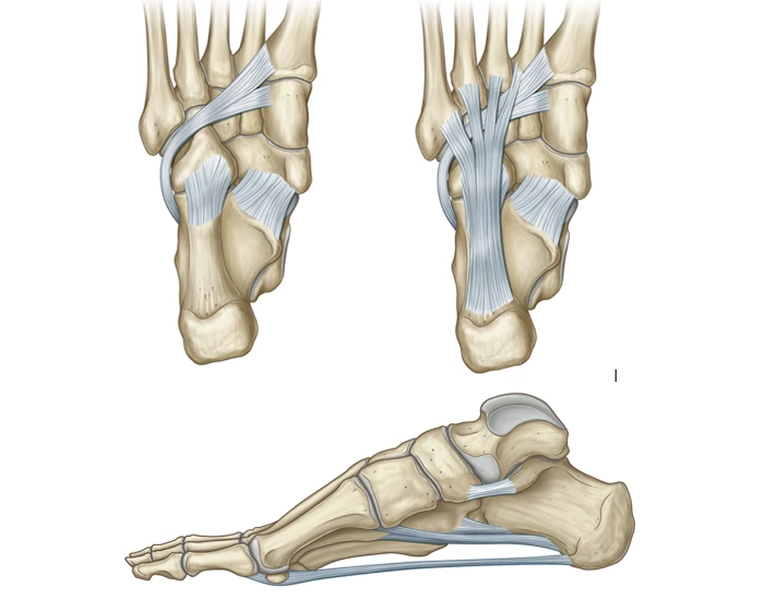 Major Ligaments of the Ankle & Foot Quiz Biology Diagrams