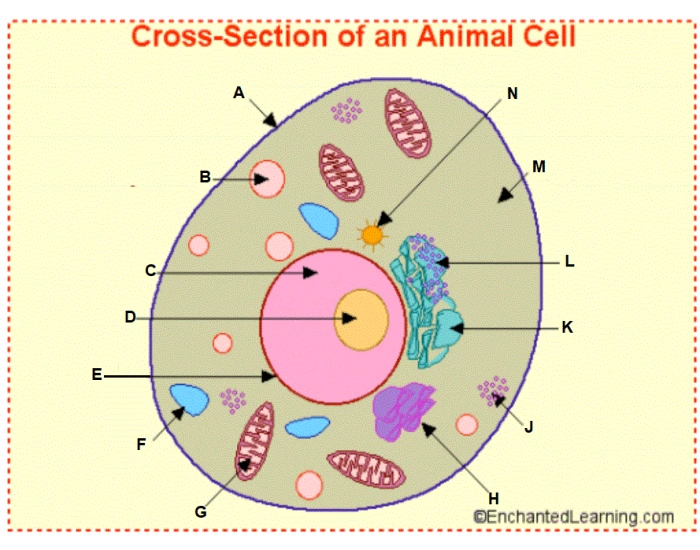 Animal Cell Test Example Animal cell Quiz