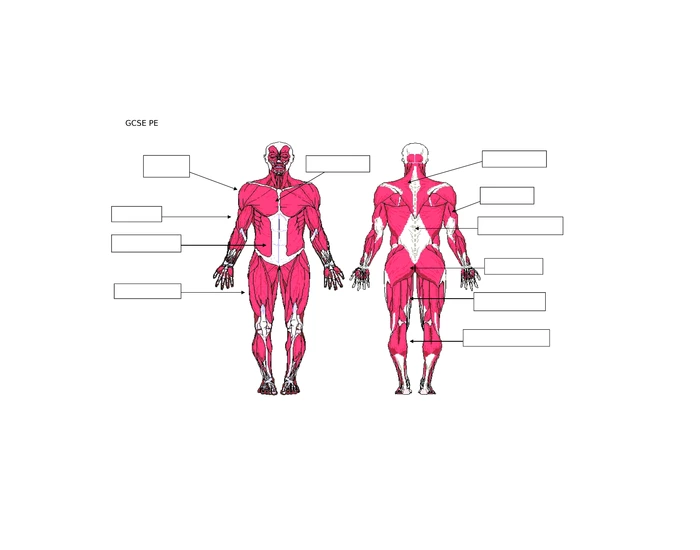 Label the Muscles GCSE Quiz