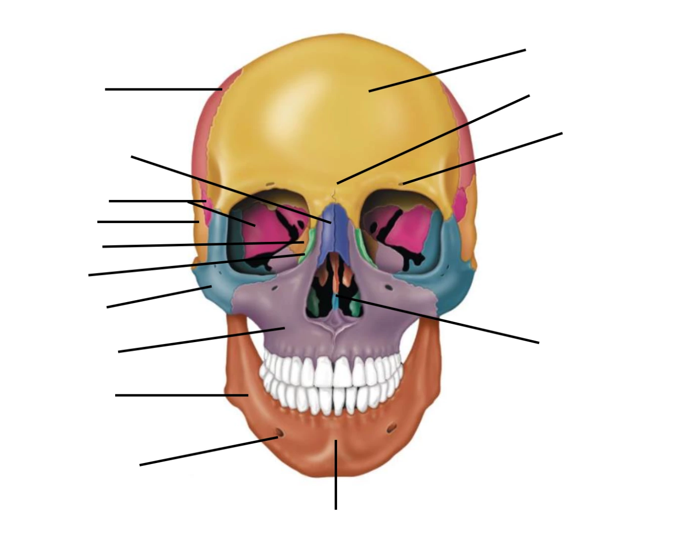 Anterior Skull Bio 105 A P Quiz Anterior Skull Bio 105 A P Quiz