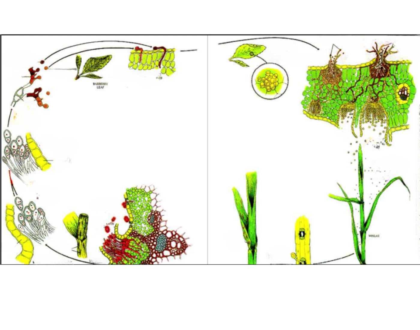 Fungal Rust Life Cycle — Printable Worksheet